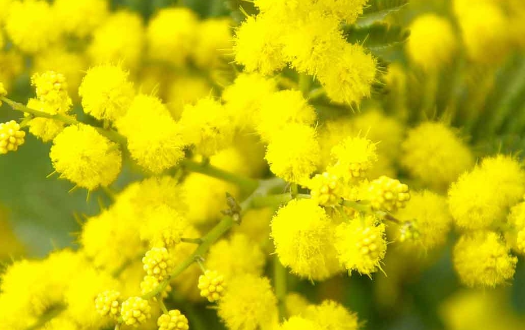 La Giornata Internazionale della Donna nel 2026